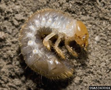 Japanese beetle in larval stage