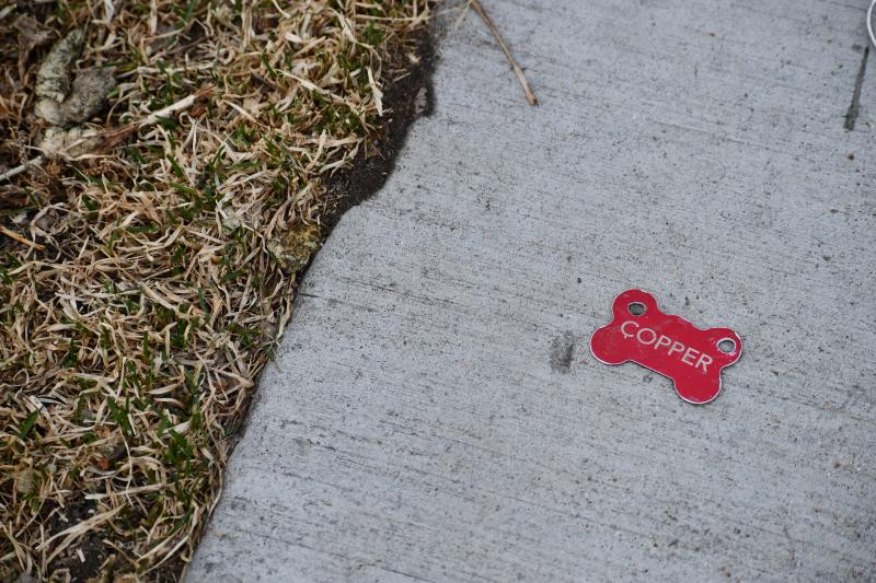 Red dog bone style dog tag laying on a sidewalk. 